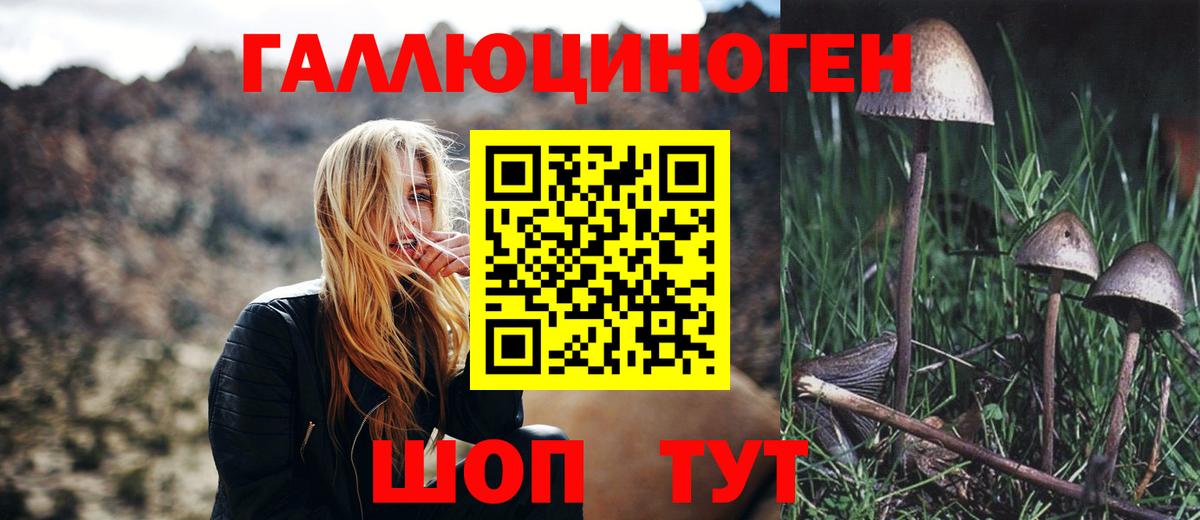 Псилоцибиновые грибы Psilocybe Томск